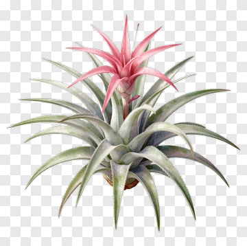 Bromeliad Plant With Pink Flower PNG
