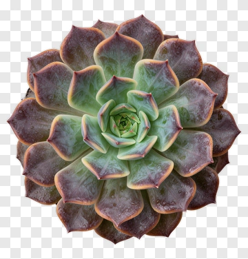 Succulent Plant With Green And Purple Leaves PNG