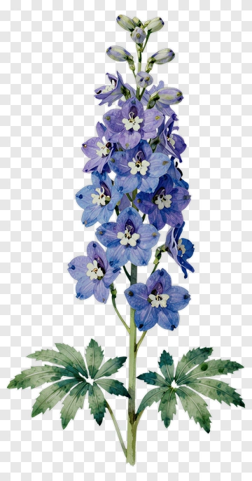 Watercolor Delphinium Flower PNG