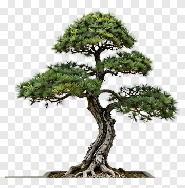 Bonsai Tree PNG