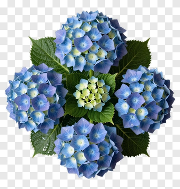 Blue Hydrangea Flower Bouquet PNG