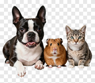 Cute Pets: Dog, Guinea Pig, And Cat Together PNG