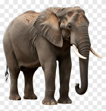Elephant Standing In A Natural Pose PNG