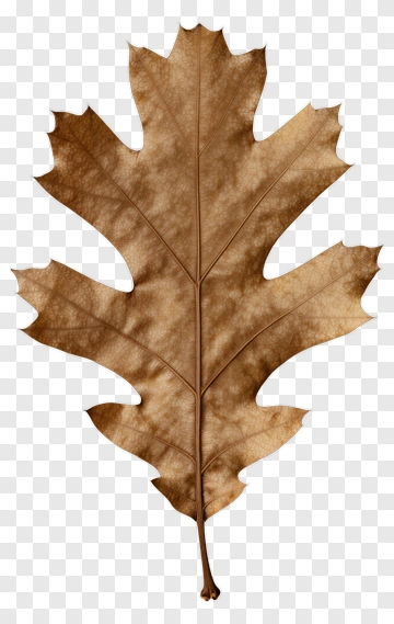 Brown Oak Leaf PNG