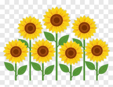 Colorful Sunflower Bouquet PNG
