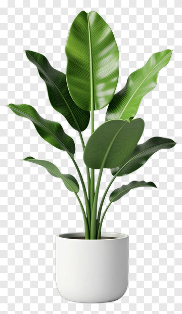Potted Green Plant PNG
