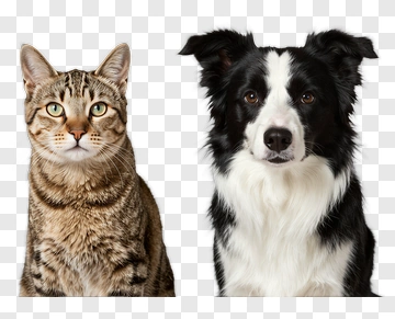 Cat And Dog Portraits PNG