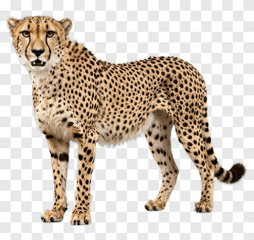 Cheetah Standing In Natural Pose PNG