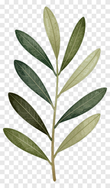 Olive Branch With Green Leaves PNG