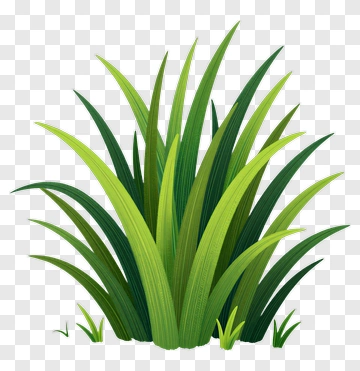 Green Grass PNG