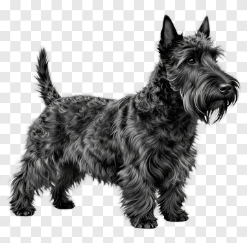 Scottish Terrier Dog PNG
