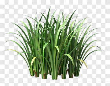 Green Grass Bunch PNG