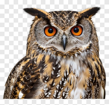 Owl With Striking Orange Eyes PNG