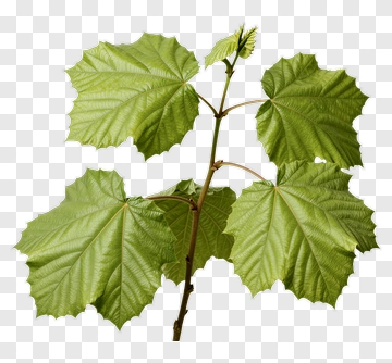 Green Vine Leaves PNG