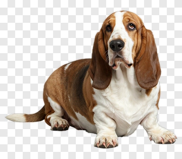 Basset Hound Sitting PNG