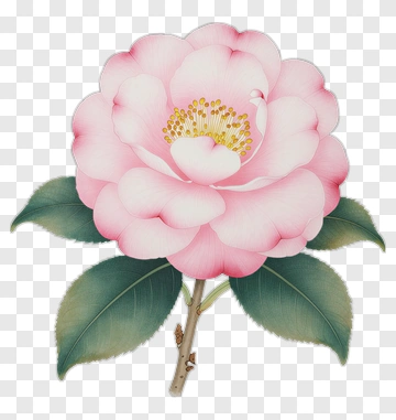 Pink Camellia Flower PNG