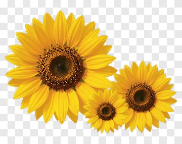 Sunflower Bouquet PNG