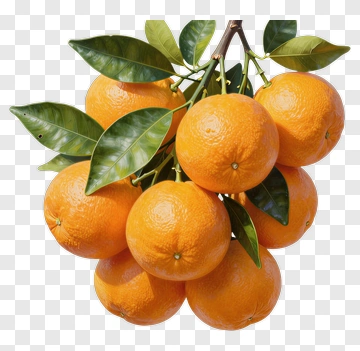 Fresh Oranges On A Branch PNG