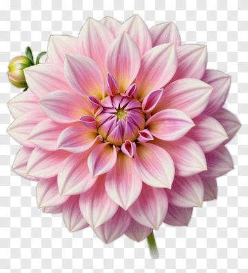 Pink Dahlia Flower PNG