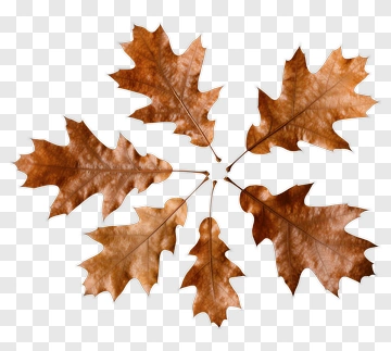 Brown Oak Leaves PNG