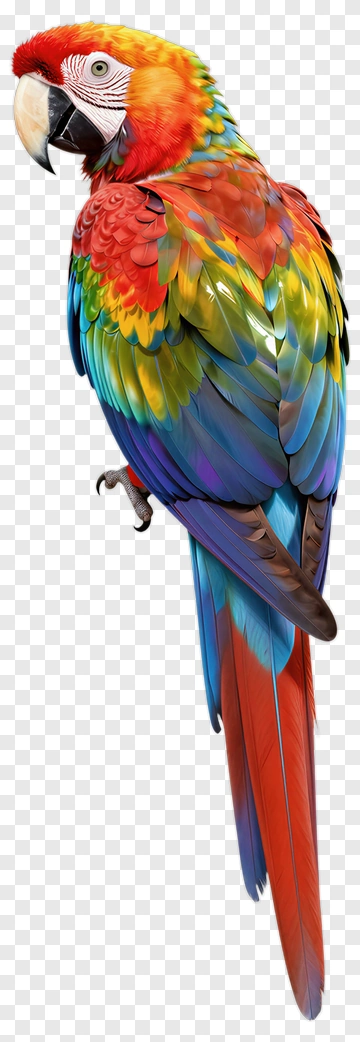 Colorful Macaw Parrot PNG