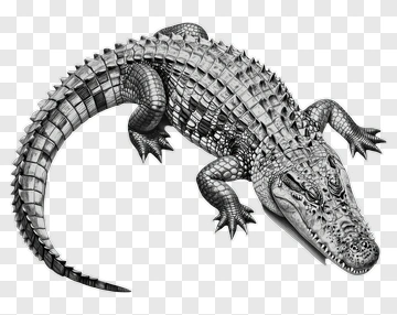Detailed Illustration Of A Crocodile PNG