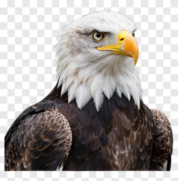 Bald Eagle Portrait PNG
