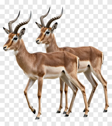 Two Antelopes Standing Together PNG