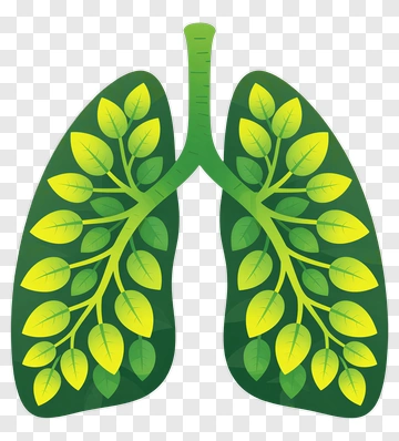Lungs With Leaves PNG
