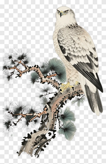 Eagle Perched On A Pine Tree Branch PNG