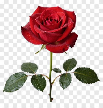 Red Rose With Dew Drops PNG