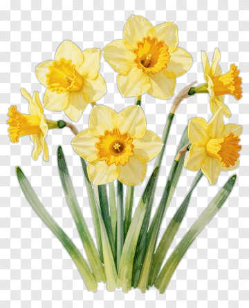 Watercolor Daffodil Bouquet PNG
