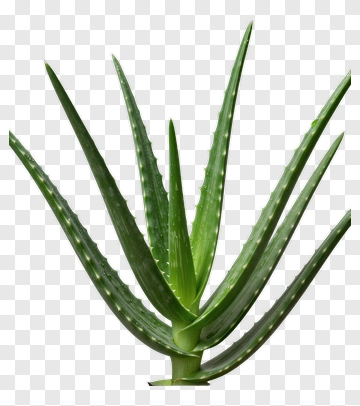 Aloe Vera Plant PNG