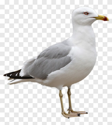 Seagull Standing On A Surface PNG