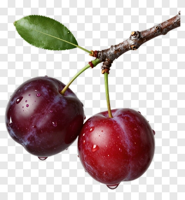 Fresh Plums On A Branch PNG