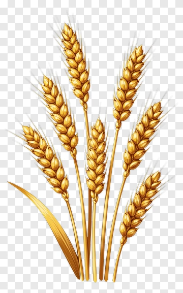 Golden Wheat Stalks PNG