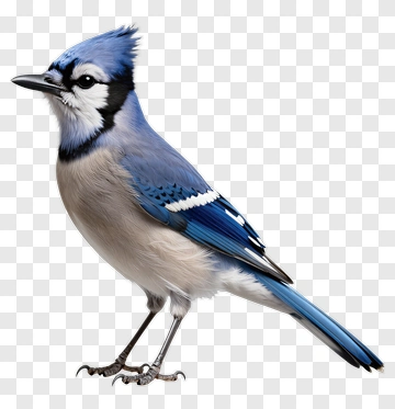 Blue Jay Bird PNG
