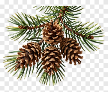 Pine Cones On A Branch PNG
