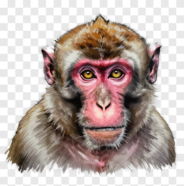Realistic Monkey Portrait PNG