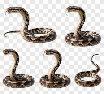 Realistic Snake In Various Poses PNG