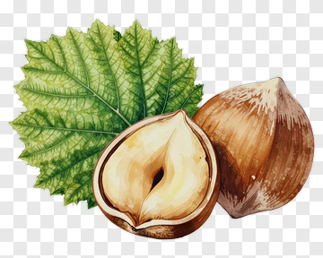 Hazelnuts With Green Leaf PNG