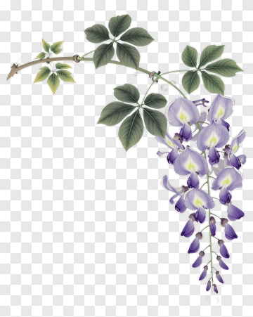 Purple Wisteria Flowering Vine PNG