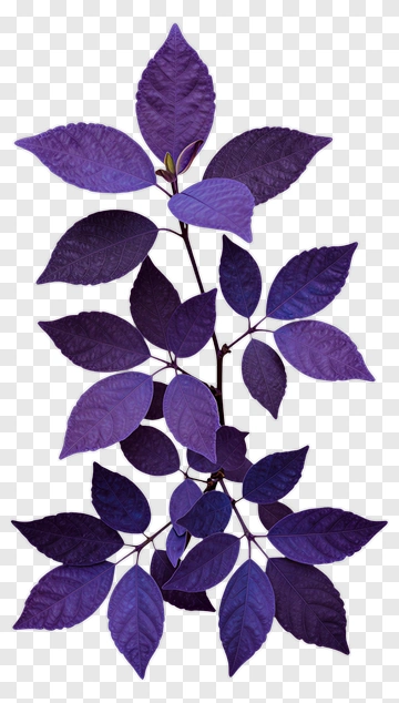 Purple Leaf Branch PNG
