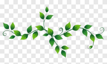 Green Vine With Leaves PNG