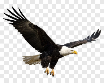 Bald Eagle In Flight PNG