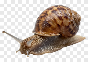 Brown Snail PNG