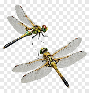 Dragonflies With Colorful Wings PNG