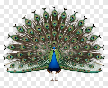 Colorful Peacock Displaying Its Feathers PNG