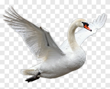 Swan In Flight PNG