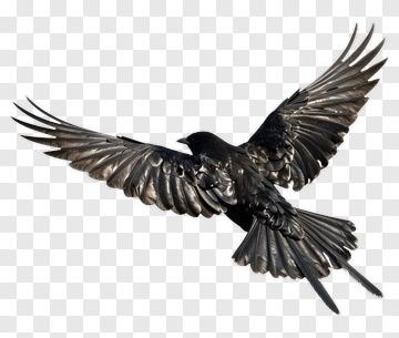 Black Bird In Flight PNG